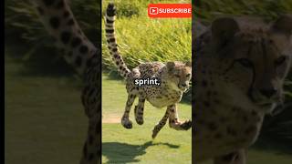 Cheetah 🐆 vs. Greyhound 🐕: The Ultimate Speed Showdown! 🏆