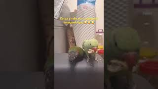 Жизнь забавных попугаев😂 #memes #funny #parrot #попугай #birds #animals #shorts #music