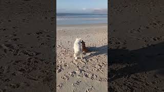 Two Dogs Playing on Muizenberg Beach, Cape Town #muizenberg #capetown #dogs