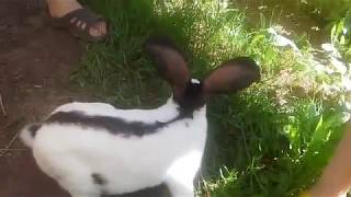 Удивительная кроличья Ферма 2/Amazing Rabbit Farm 2