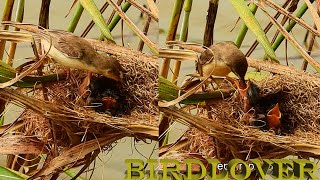 Small bird feed four babies.