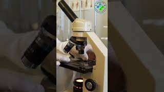 Adjust Microscope | how to fix and focus Slide | how to use microscope |Focusing Slide on Microscope