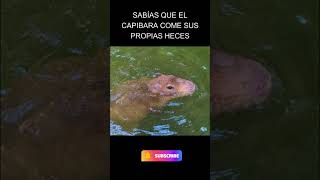 Sabías que el CAPIBARA come sus propias Heces