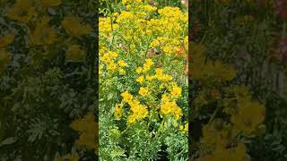 Le méchant frelon asiatique qui mange les abeilles #jardin #insectes#shortvideo