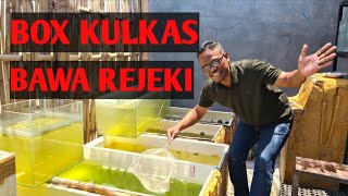 Panen Platy dan Moly langsung gass bikin promo - Pemula harus punya ikan ini