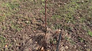 Time to fertilize those Chestnut trees!