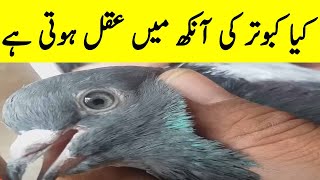 Kabootar ki Aankh me aqal hoti he yaa nhi | in urdu hindi