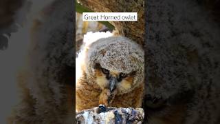 Great Horned Owlet practice grabbing #shorts #birds #subscribe #owl #sony #nature #birdsofprey #bird