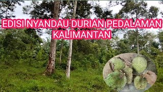 NYANDAU DURIAN DI PEDALAMAN KALIMANTAN || PART 1