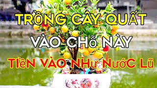 #48 NÊN TRỒNG CÂY QUẤT ở Đâu ĐỂ GIÀU SANG PHÚ QUÝ CẢ NĂM