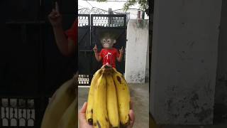 पैसे नहीं हैं ।। chura lo banana 🐵🍌😋😂😅🤣#funny #monkey #cutebaby  #prank#trending #aaryavnaagar#fun