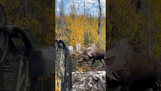 Double bow shot on giant Alaskan bull moose, Congratulations Sam