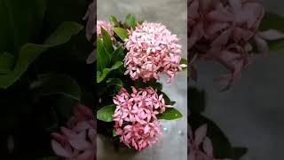 ixora flower plant | pink ixora | mini ixora #shorts