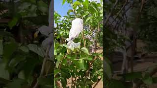 Fazendo um teste de enxerto de goiaba gigante.