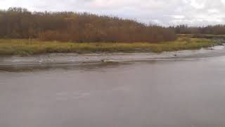 Russian river tidal bore