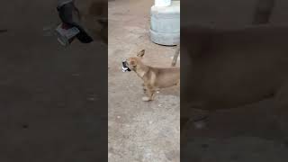 cachorra vilã não gosta de gatos