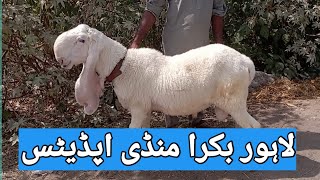 Qurbani 2023 Ky Bakry Lahore Bakra Mande Shahpur kanjra