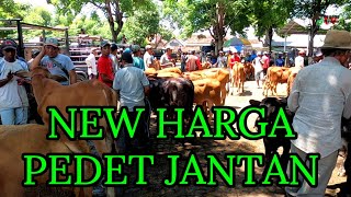 HARGA PEDHET PEDET JANTAN HARI INI