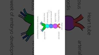 Interatrial septum development (ASD)