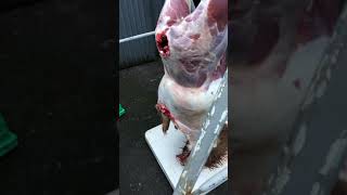 Skinning a Red stag wish I had taller frame