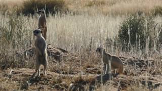 Meerkats in the morning breeze