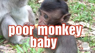 poor monkey baby | Bad monkey killing orphan baby monkey in the pool |