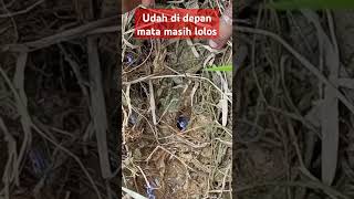 masih bisa lolos #mancing #belut #macingbelut #ngurekbelut