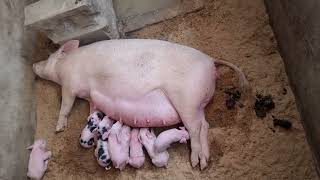 Latest pig mother- Gave birth to 09 piglets All male