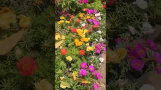 portulaca plants🥰🥰 #shorts