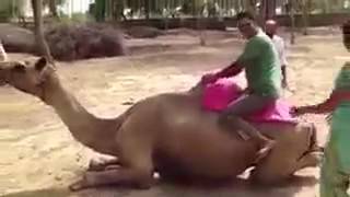 what this couple did on camel ride?