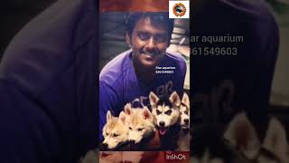 💥 in tamil nadu biggest dog lovers 💖 captains 😱 Vijaykanth #shorts #viral #trending #dog #doglover