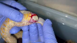 Hognose Dystocia from Enlarged Eggs