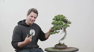 Procumbens Bonsai Spring Work