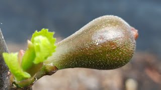 Ficus carica "Black Ishia" - Stand 12.05.2023