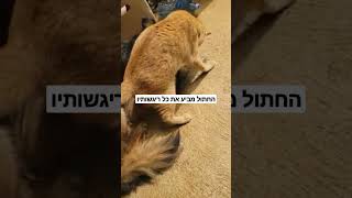 The cat expresses all of his emotions #foryou #shorts #fyp #catvideos #catanddog