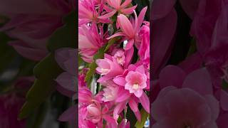 Cactus flowers.