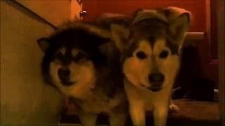 Funny malamutes!