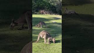 Friendly Kangaroos #kangaroo Pebbly Beach | South Coast #traveldestinations #mustvisit #pebblebeach