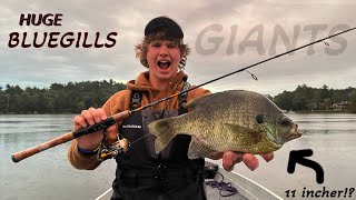 How to Catch Bluegills