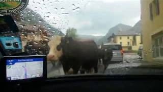 Not your usual traffic jam somewhere in Alps whilst lost on Streetgasm 2000 2014