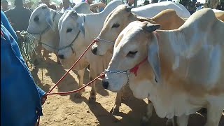 quer comprar gado de primeira vem para feira de gado de Tabira