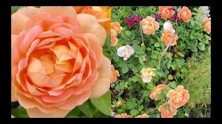 Garden Tour, encourage rose basal growth by cutting even in high summer, David Austin, Kordes, Tanta