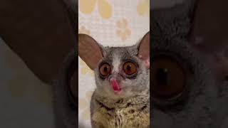 #Brown #greater #galago #Senegal bushbaby #Mohol #bushbaby #Lesser bushbaby