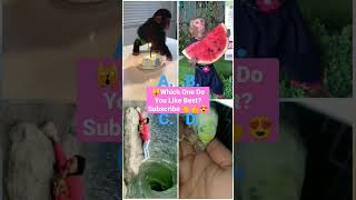 youtube top trending - tiktok best video - funny animals videos 2023 - a b c -   5 minutes craft