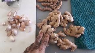 Planting Spices From The Grocery(Ginger, Turmeric, Garlic) And Planting Cocoyam, Malanga, or Taro