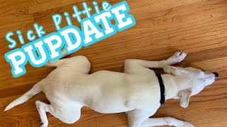 PUPDATE #2 || OUR SICK PITBULL