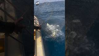 See what fish these people found in the cage thrown into the sea 😱⛵#fishvideo #fishing #foryou #fish