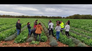 Agroécologie en lavandin du plateau de Valensole : retours d’expérience sur les couverts végétaux