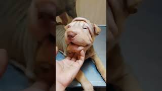 Shar Pei #shortvideo #trendingshorts #shortvideo #dog #doglover #dogbreeds