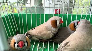 BIG ZEBRA FINCHES  VERY GENTLE TO HANDLE MUST HAVE IN  OUR AVIARY SURE WILL LIKE THEM  GUARANTY100%